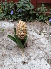 Unblown pink hyacinth in the garden.