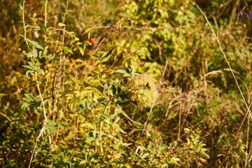 dika róża, Rosa canina L. © Marcin Łazarczyk
