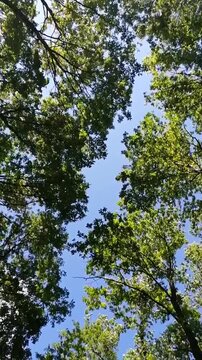 Dancing trees in the forest - foliage moving slowly in the breeze