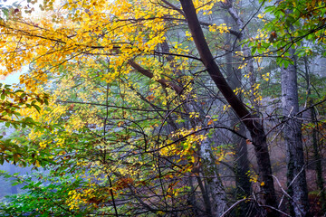 Chestnuts between the fog