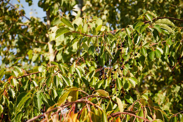 kruszyna, frangula alnus