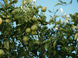 lemon on tree