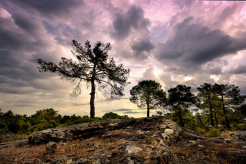 Amenece entre los pinos