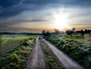 Camino en los campos de trigo en primavera