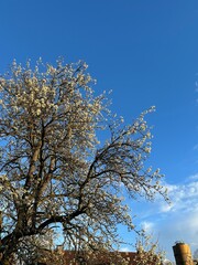 tree and sky