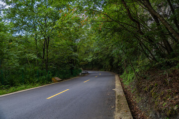 road in the forest