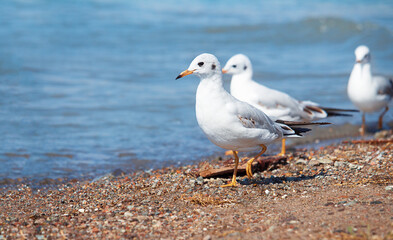 White seagulls walking on beach by sea or lake. Scene as white sea birds gracefully strolls along sandy shore background. Nature