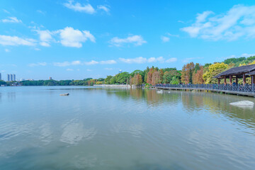 Obraz premium Guangzhou Haizhu Lake Park Lakes and Groves of Larch Trees