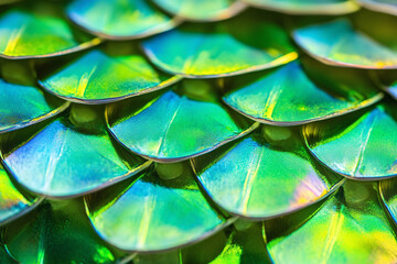 Obraz premium vibrant green and turquoise scales of a tropical fish, capturing the detailed pattern and iridescence in an extreme close-up