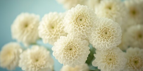 A soft abstract background featuring white chrysanthemums with gentle hues of lime, creating a serene atmosphere