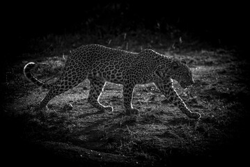 leopard on a black background