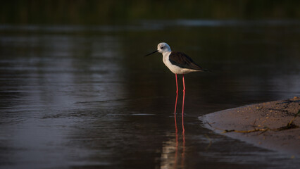 Black-winged Stilt