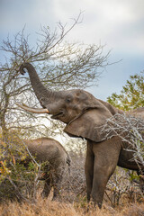 Fototapeta premium Elephant Feeding