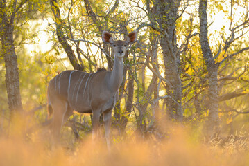 Kudu Female