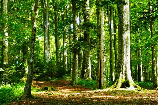 Big tall trees in the green forest high in the sky