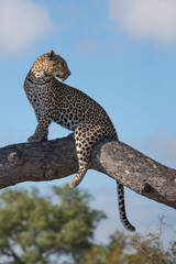 Perched Leopard