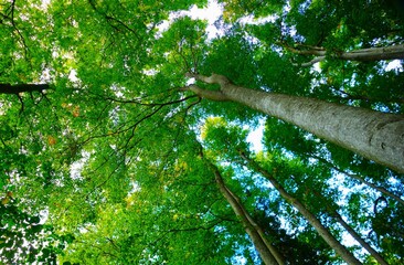 Fototapeta premium Big tall trees in the green forest high in the sky