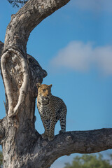 Leopard in a Tree
