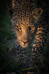 Leopard Steps into the Light