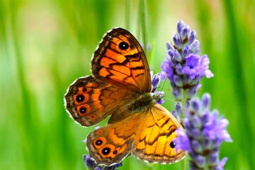 Colorful butterfly and fresh lavender flower