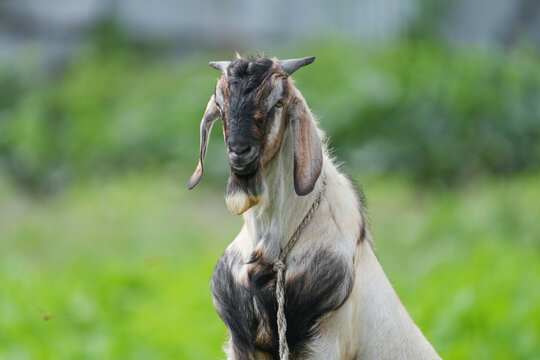 Brown black face big male goat standing close-up. Goats are kept for livestock due to their versatility, providing milk, meat, and fiber while thriving in diverse environments.