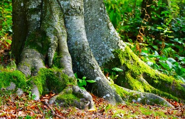 Tree trunk in the wood with green moss and roots