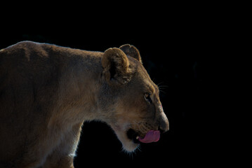 Lioness in the Dark