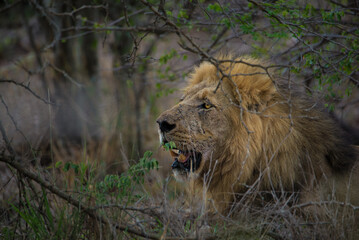 Lions of Kruger
