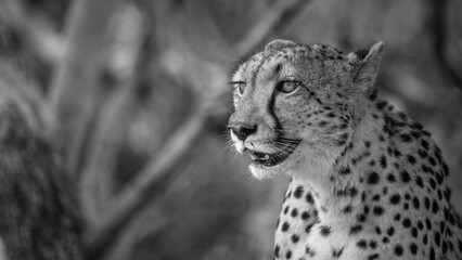 Cheetah in Black and White