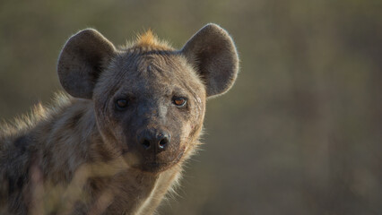 Spotted Hyena