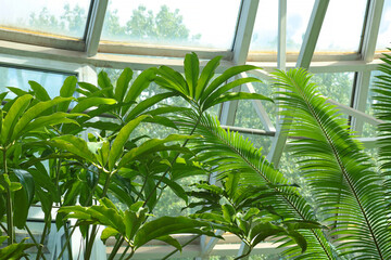 Green leafy exotic plants close-up in glassed-in terrace, greenhouse. Nature in summer. Background for text. 