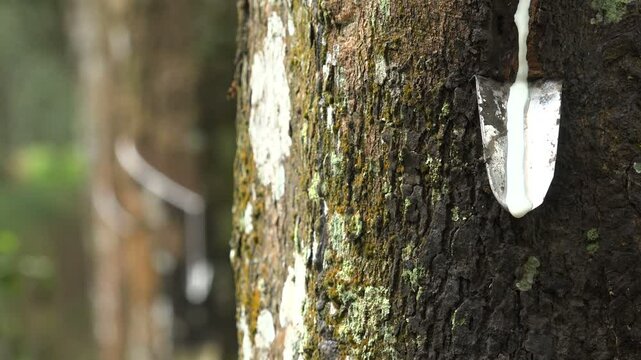 Drops of latex dripping from a rubber tree on estate in Indonesia
