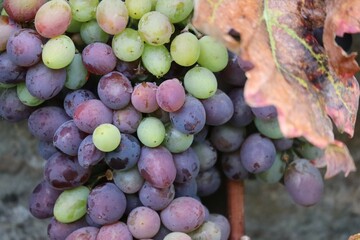 bicoloured Grapes