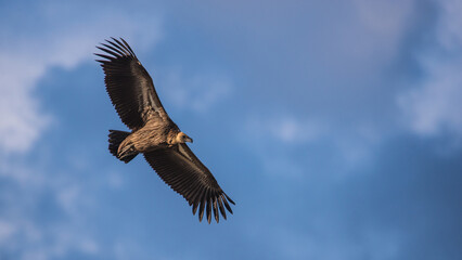 White Backed Vulture