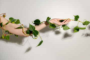View of female hands with a plant Philodendron twining around the arm. Decorative houseplant in...