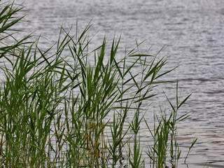 Obraz premium Frisches grünes Schilf am flachen Ufer des Gorinsees bei leichtem Wellengang, Siedlung Gorinsee, Wandlitz OT Schönwalde, Brandenburg, Deutschland