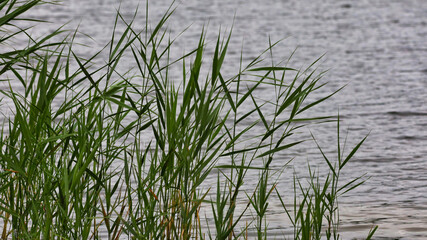 Fototapeta premium Grünes Schilfgras am Ufer des Gorinsees im sanften Wellengang bei sommerlichem Wetter, Siedlung Gorinsee, Wandlitz OT Schönwalde, Brandenburg, Deutschland