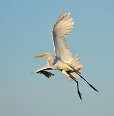 egret flying