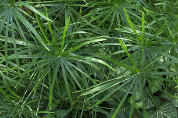 Green leafy exotic plants close-up in glassed-in terrace, greenhouse. Nature in summer. Background for text. 
