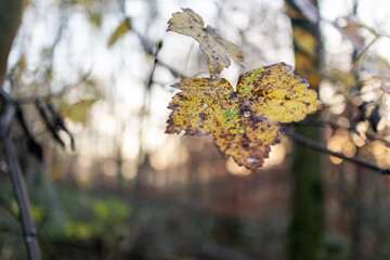 Autumn leaf - forest bokeh - autumn mood