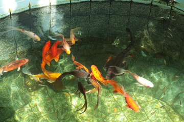Colorful red and white Japanese carp close-up in homemade fish pond. Reflection and sunlight. View...