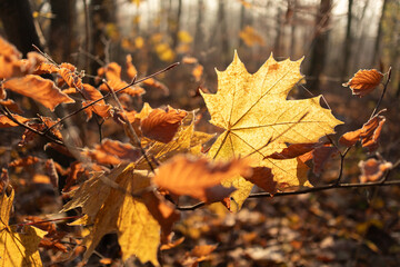 Autumn mood - maple leaf glows in the sunlight