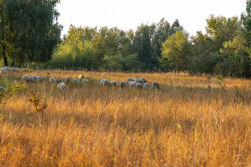 A herd of sheep are grazing in a field of tall grass. The sheep are scattered throughout the field, with some closer to the foreground and others further back. The scene is peaceful and serene