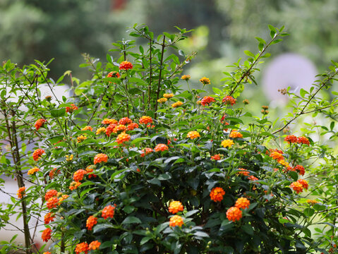 Bl&uuml;hendes Wandelr&ouml;schen (Lantana camara) mit leuchtend orange-gelben Bl&uuml;ten als dekorative Pflanze auf dem Campingplatz am Gorinsee, Siedlung Gorinsee, Wandlitz OT Sch&ouml;nwalde, Brandenburg, Deutschland