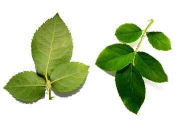 Rose’s leaves isolated on white background