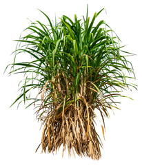 PNG sugar cane plant transparent background