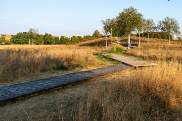 A path in a field with a few trees and a bench. The path is made of wood and is surrounded by tall grass. The scene is peaceful and serene, with the sun shining down on the grass and the trees