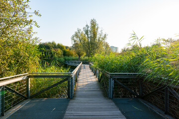 A walkway with a bridge over a pond. The walkway is surrounded by trees and bushes