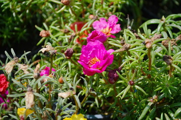 Beautiful Close up Portulaca flowers in the garden