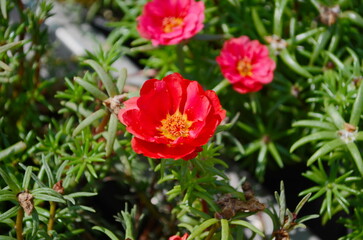 Beautiful Close up Portulaca flowers in the garden